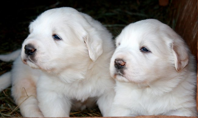 pirenejski pies górski charakterystyka i pielęgnacja