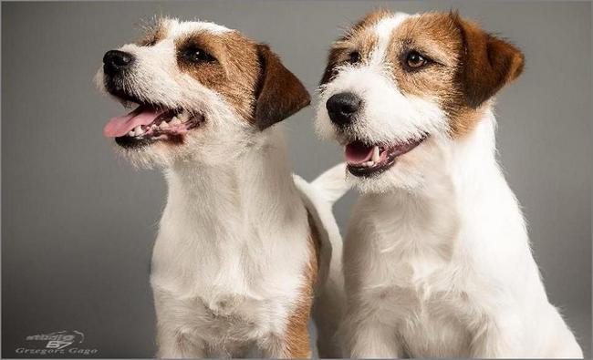 jack russel terier charakterystyka i pielęgnacja