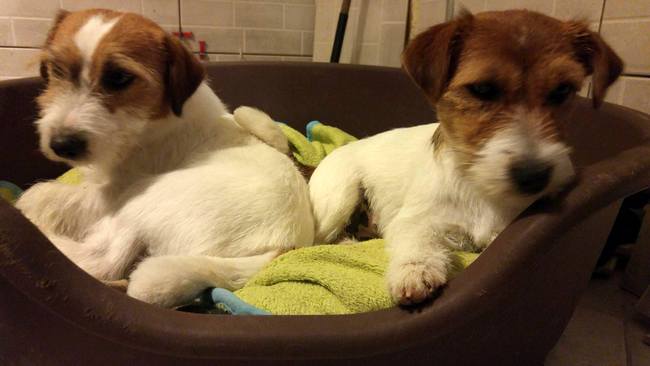 jack russel terier charakterystyka i pielęgnacja