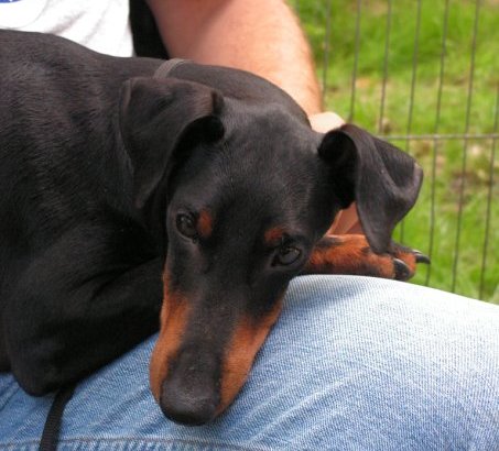 Manchester terrier charakterystyka i pielęgnacja