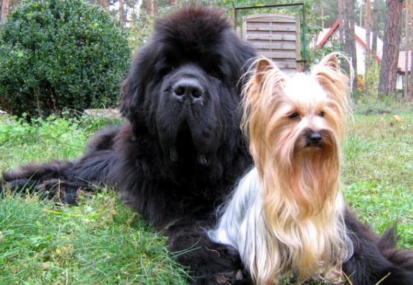 yorkshire charakterystyka i pielęgnacja 