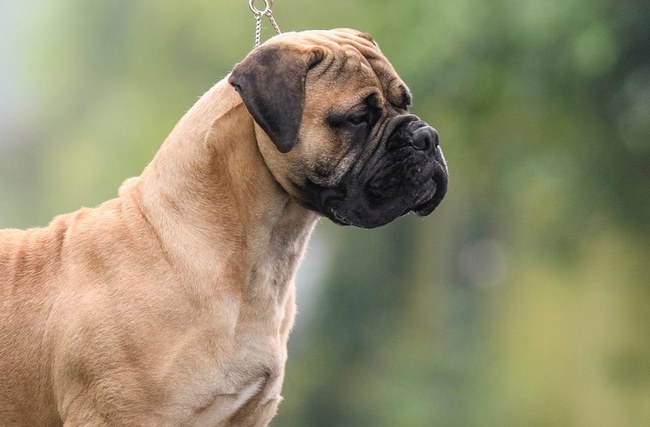 bullmastif - charakterystyka i pielęgnacja