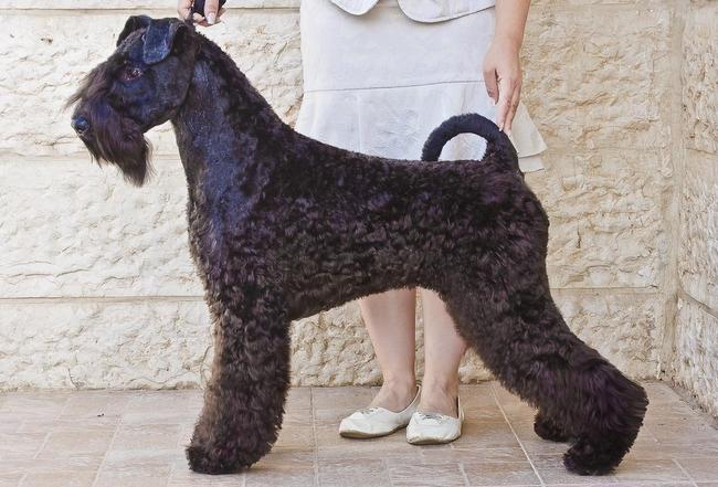 kerry blue terrier charakterystyka i pielęgnacja