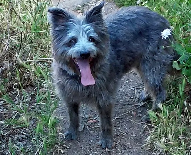 owczarek pirenejski charakterystyka i pielęgnacja