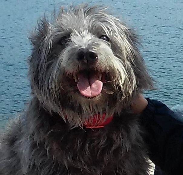 owczarek pirenejski charakterystyka i pielęgnacja