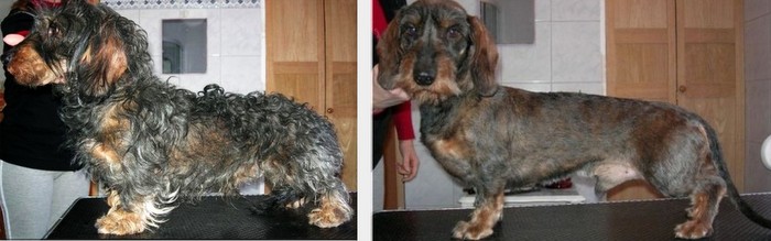 jamnik charakterystyka i pielęgnacja