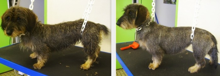 jamnik charakterystyka i pielęgnacja