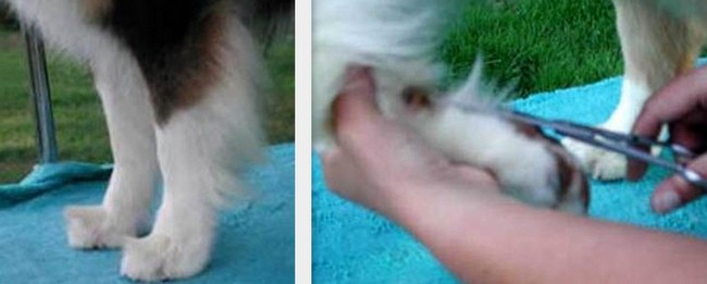 owczarek australijski charakterystyka i pielęgnacja