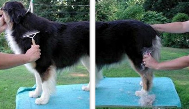 owczarek australijski charakterystyka i pielęgnacja