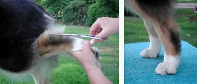 owczarek australijski charakterystyka i pielęgnacja