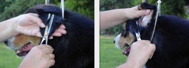 owczarek australijski charakterystyka i pielęgnacja