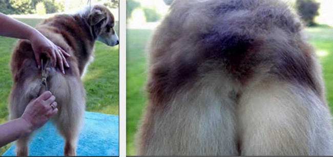 owczarek australijski charakterystyka i pielęgnacja