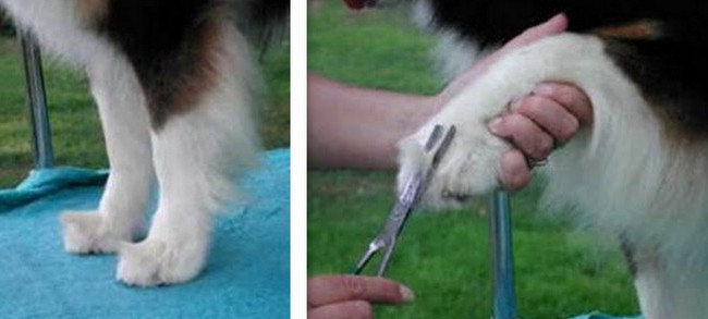 owczarek australijski charakterystyka i pielęgnacja