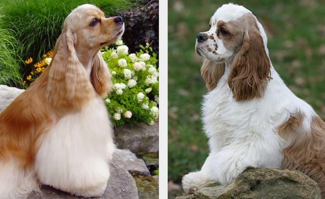 amerykański cocker spaniel charakterystyka i pielęgnacja