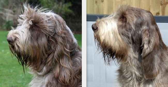 spinone italiano charakterystyka i grooming