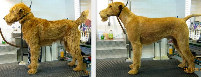 terier irlandzki charakterystyka i pielęgnacja