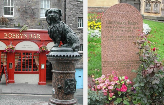 skye terrier charakterystyka i pielęgnacja