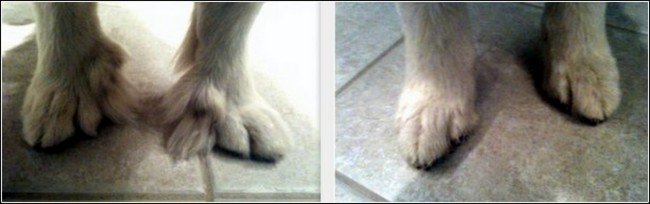 pirenejski pies górski charakterystyka i pielęgnacja