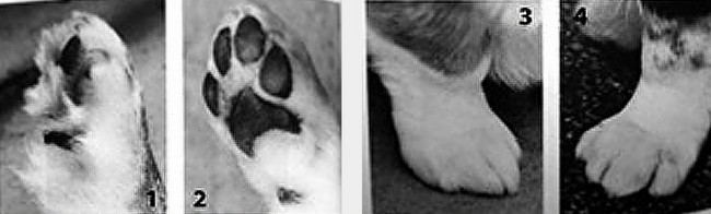 welsh corgi cardigan charakterystyka i pielęgnacja