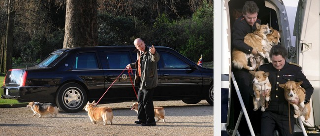welsh corg pembroke charakterystyka i pielęgnacja 