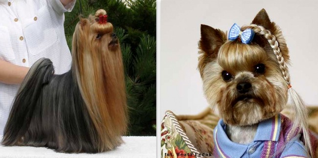 yorkshire charakterystyka i pielęgnacja 