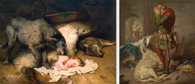 chart irlandzki charakterystyka i pielęgnacja