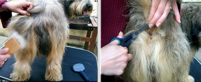 owczarek kataloński charakterystyka i pielęgnacja