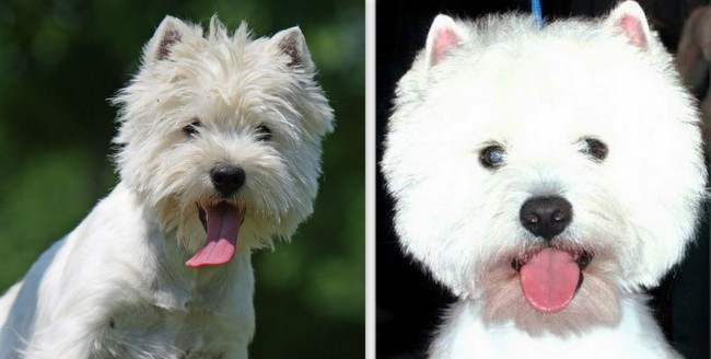 west highland white terrier charakterystyka i pielęgnacja
