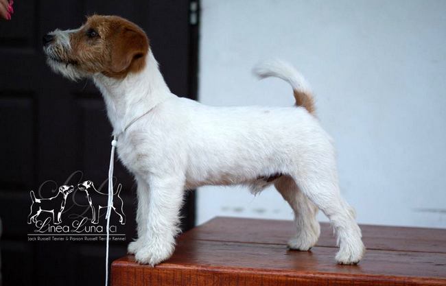 jack russel terier charakterystyka i pielęgnacja