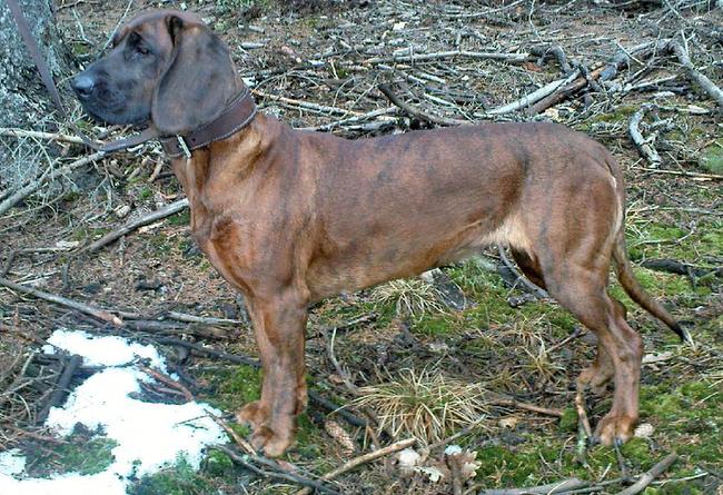 posokowic hanowerski charakterystyka i pielęgnacja