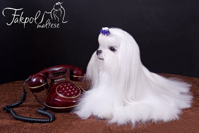 maltańczyk charakterystyka i pielęgnacja