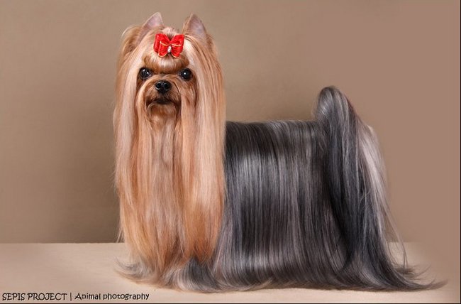 yorkshire charakterystyka i pielęgnacja 