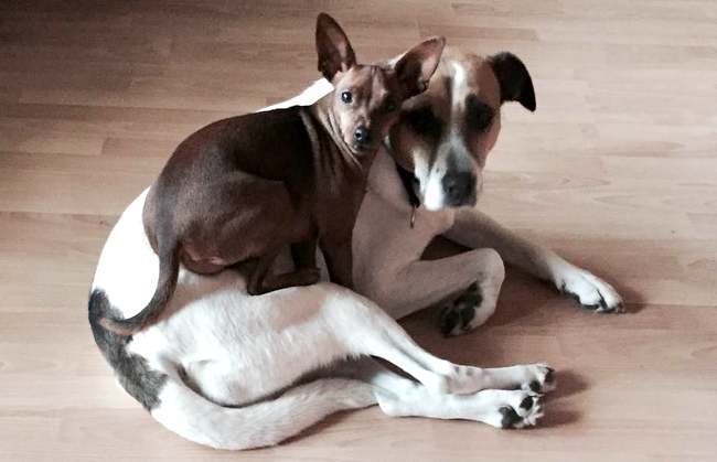 pinczer miniaturowy charakterystyka i pielęgnacja