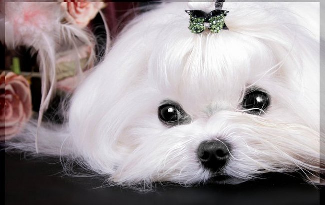 maltańczyk charakterystyka i pielęgnacja