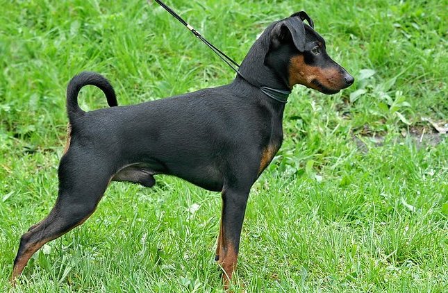 pinczer miniaturowy charakterystyka i pielęgnacja