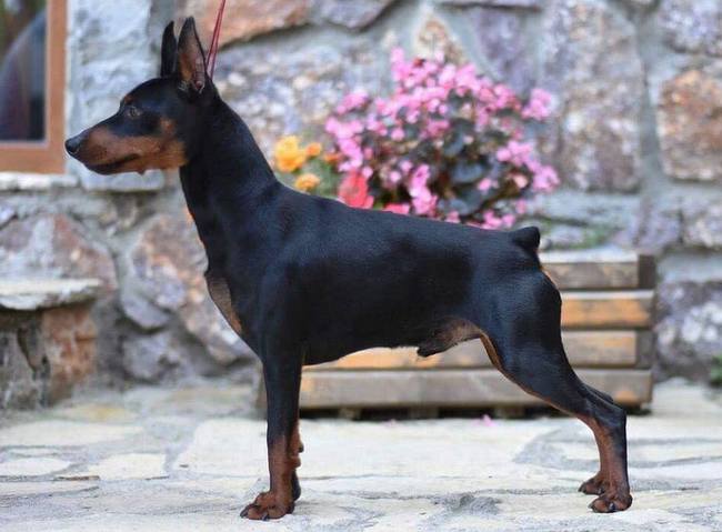 pinczer miniaturowy charakterystyka i pielęgnacja