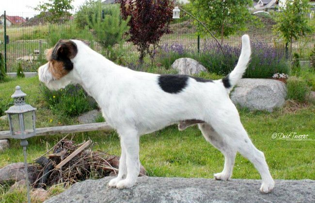 Parson Russel terrier charakterystyka i pielęgnacja