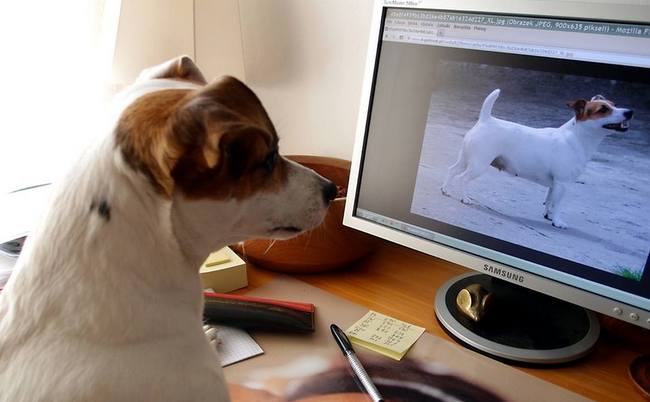 jack russel terier charakterystyka i pielęgnacja