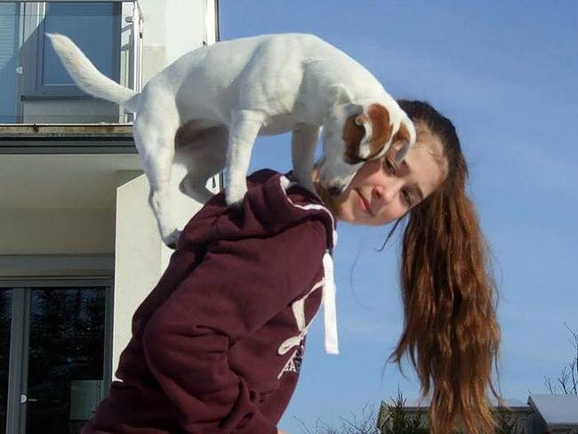 jack russel terier charakterystyka i pielęgnacja