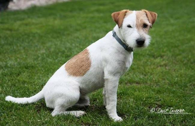 Parson Russel terrier charakterystyka i pielęgnacja