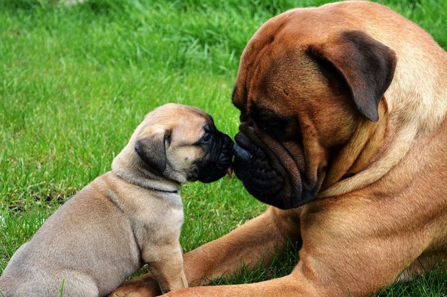 bullmastif - charakterystyka i pielęgnacja