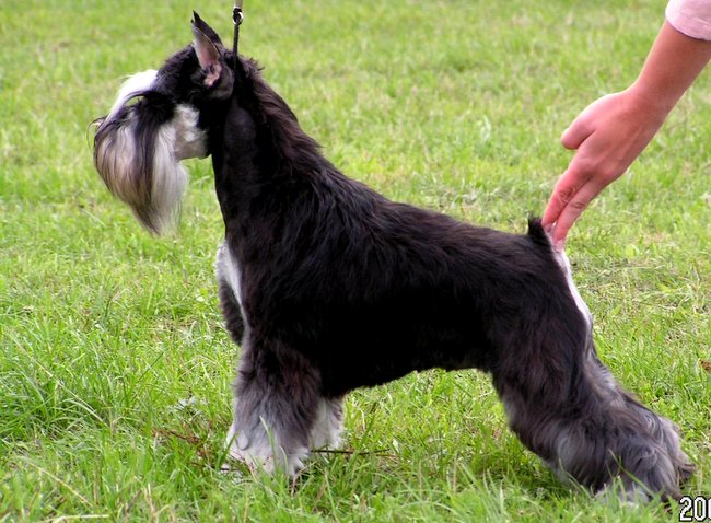 sznaucer charakterystyka i pielęgnacja