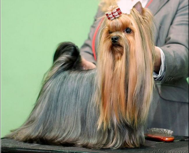 yorkshire charakterystyka i pielęgnacja 