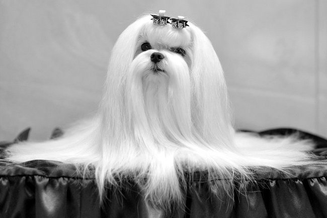 maltańczyk charakterystyka i pielęgnacja