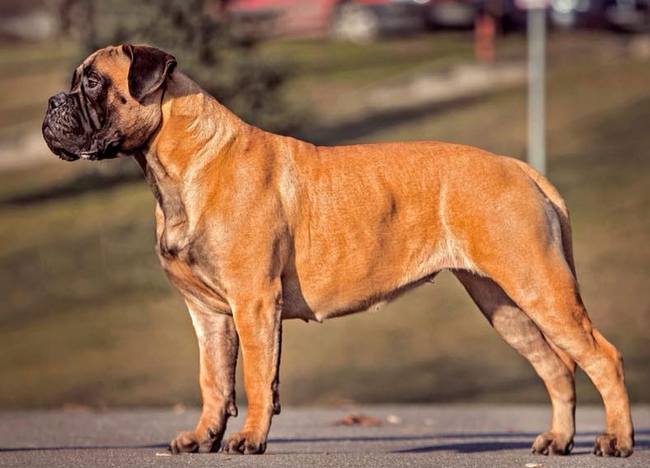 bullmastif - charakterystyka i pielęgnacja