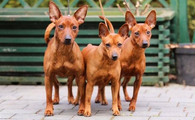 pinczer miniaturowy charakterystyka i pielęgnacja