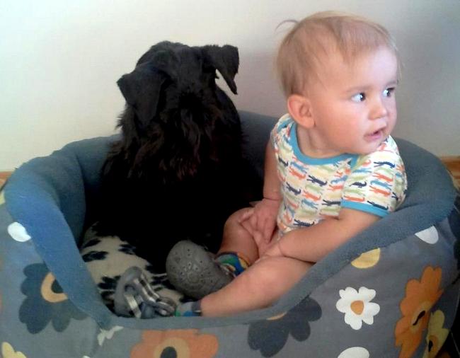 sznaucer charakterystyka i pielęgnacja