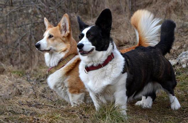 pembroke i cardigan różnice