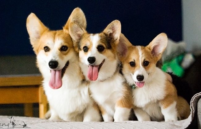 welsh corg pembroke charakterystyka i pielęgnacja 