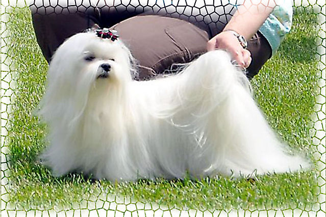 maltańczyk charakterystyka i pielęgnacja